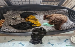 Mixed Breed dogs for sale: Papipoo puppies. DNA health tested parents  - Image 11