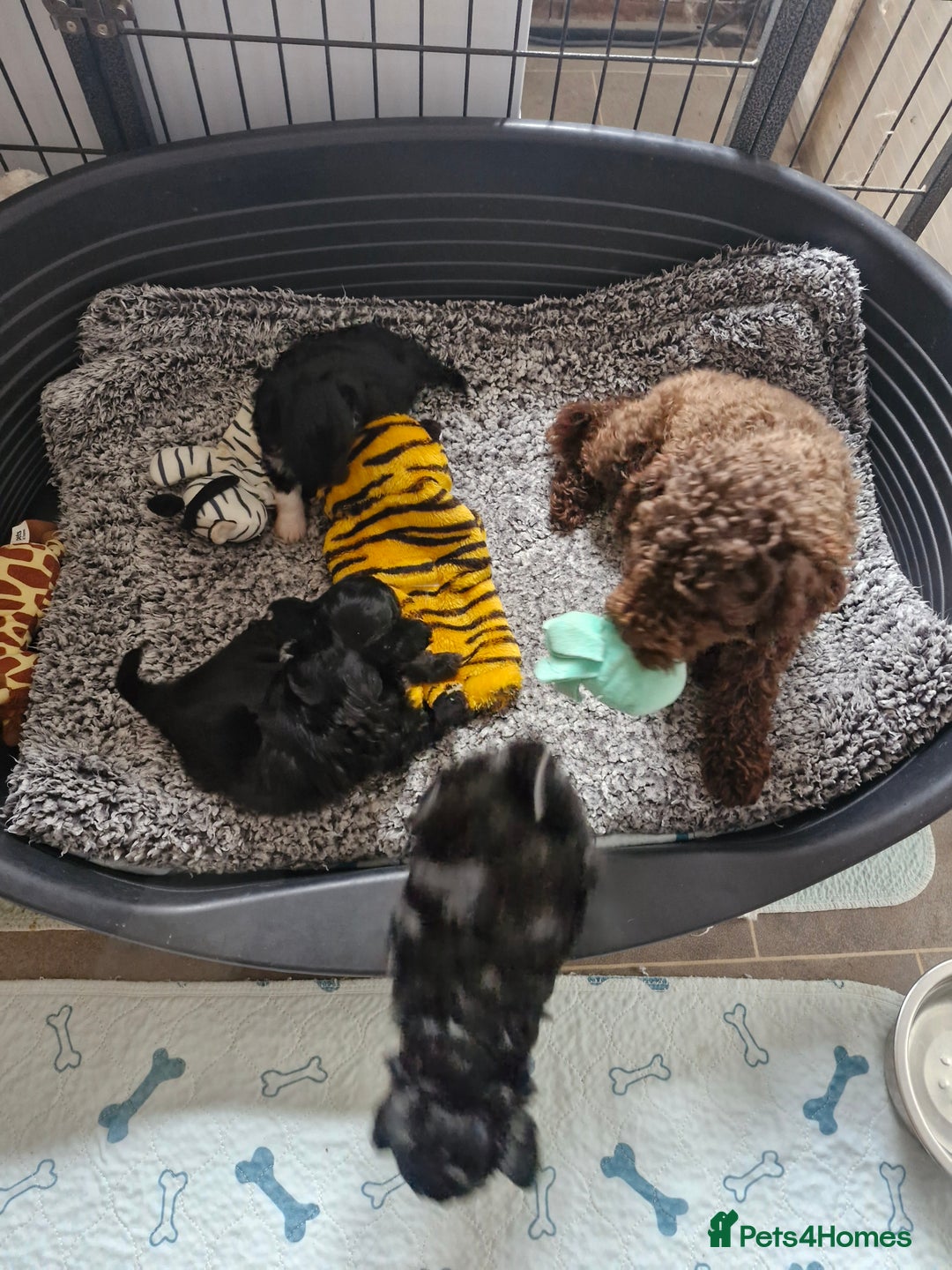 Mixed Breed dogs for sale: Papipoo puppies. DNA health tested parents  - Image 11