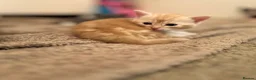 Mixed Breed cats for sale: Beautiful Ginger boy available for good home  - Advert 6