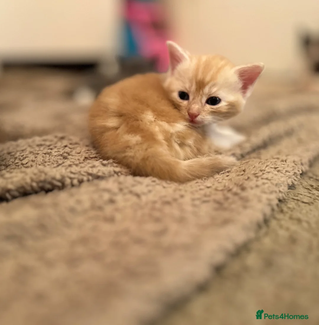 Mixed Breed cats for sale: Beautiful Ginger boy available for good home  - Advert 6