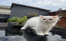 Persian cats for sale: 2 white Gorgeous Persian Boys - Image 23
