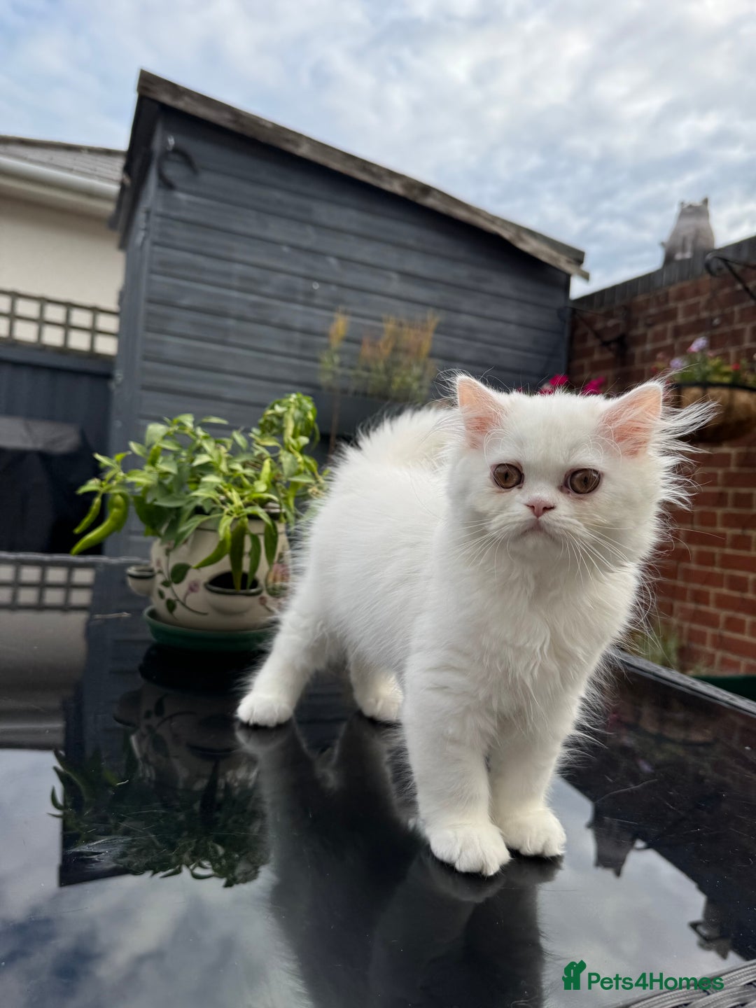 Persian cats for sale: 2 white Gorgeous Persian Boys - Image 23