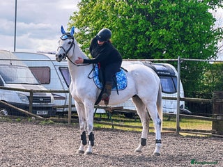 English Thoroughbred horses - Advert 29