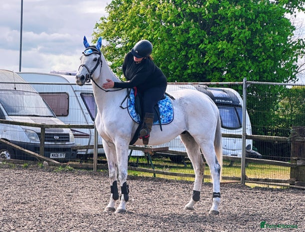 English Thoroughbred horses - Advert 1