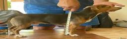 Jack Russell dogs for sale: Jack Russell Puppies  - Advert 4