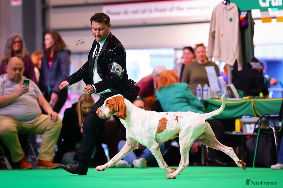 Bracco Italiano dogs for sale: Family raised Bracco Italiano puppies - Image 2