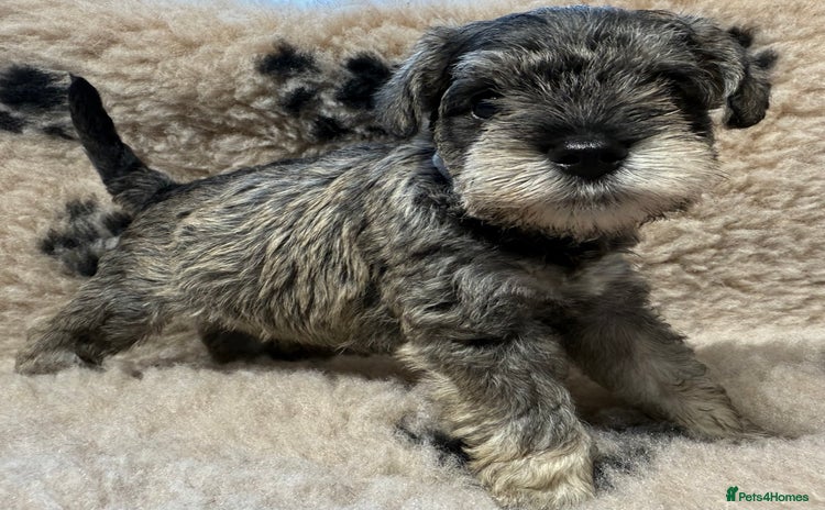 Miniature Schnauzer dogs - Advert 3