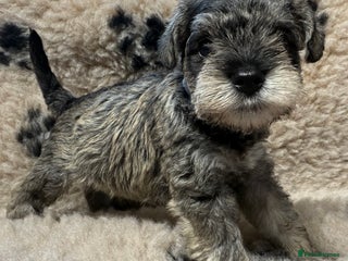 Miniature Schnauzer dogs - Advert 6