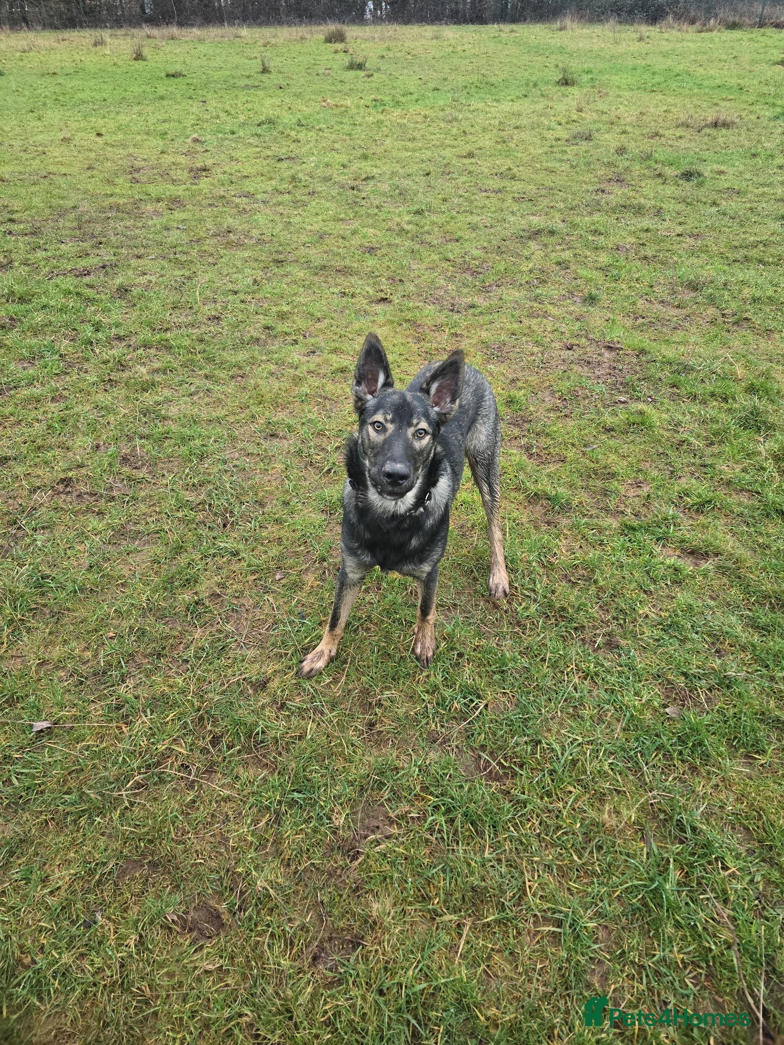 Mixed Breed dogs Beautiful boy needs an active home.  - Advert 12