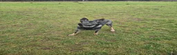 Mixed Breed dogs for sale: Beautiful boy needs an active home.  in Cwmbran - Advert 1