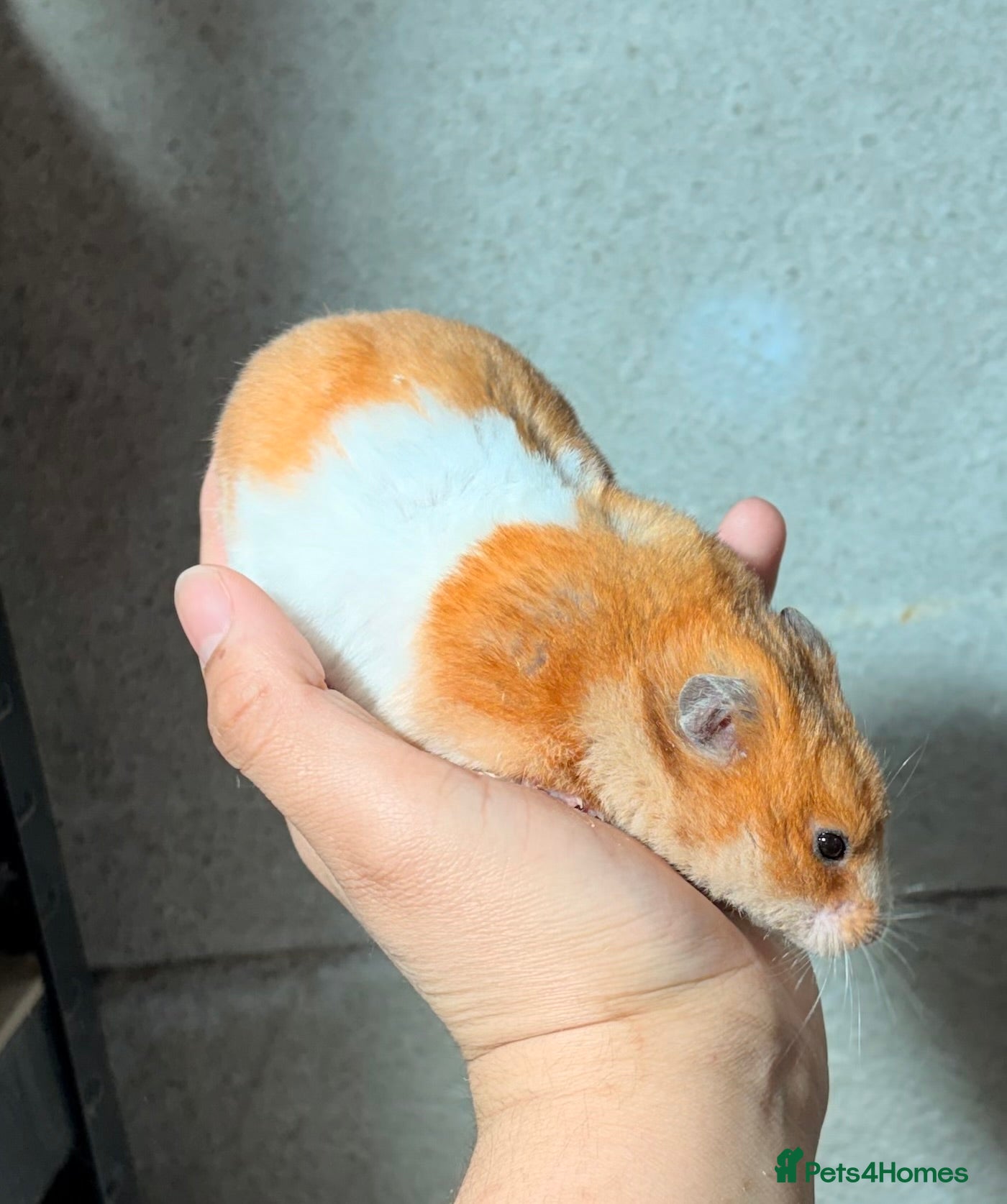 Hamster rodents OLDER RETIRING PEDIGREE, TAME AND SYRIAN HAMSTERS - Advert 1