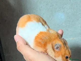 Hamster rodents OLDER RETIRING PEDIGREE, TAME AND SYRIAN HAMSTERS - Advert 1