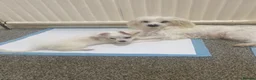 Maltese dogs for sale: Purebred Tiny Maltese Female Puppy Available Soon - Advert 2