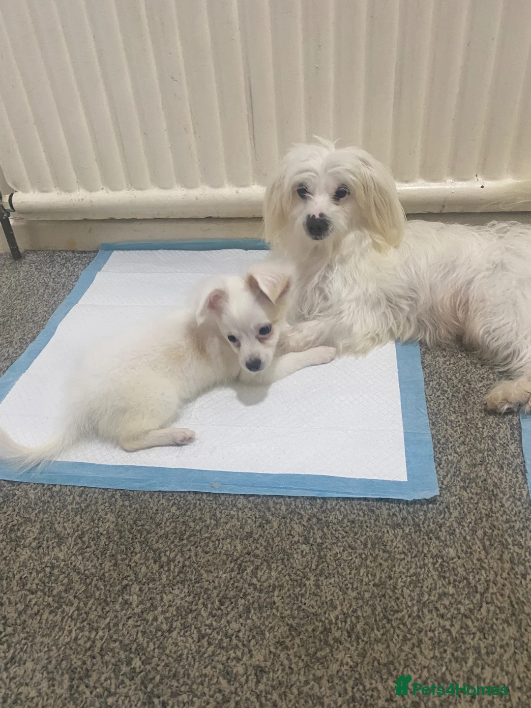 Maltese dogs for sale: Purebred Tiny Maltese Female Puppy Available Soon - Advert 2