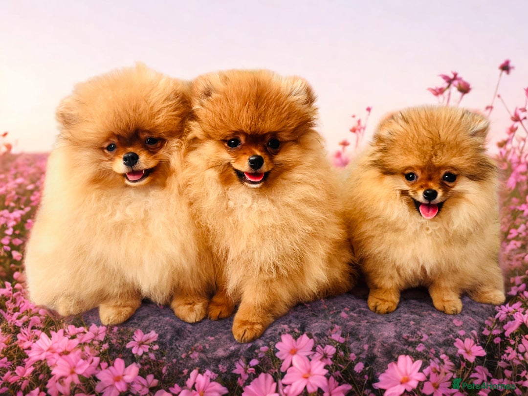 Pomeranian dogs for sale: 💗Last girl left! Royal Orange Pomeranian Pedigree - Image 5