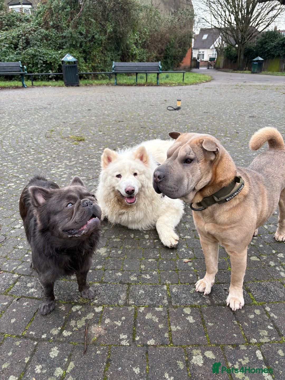 French Bulldog dogs for stud: Benjamin visually fluffy  - Image 4