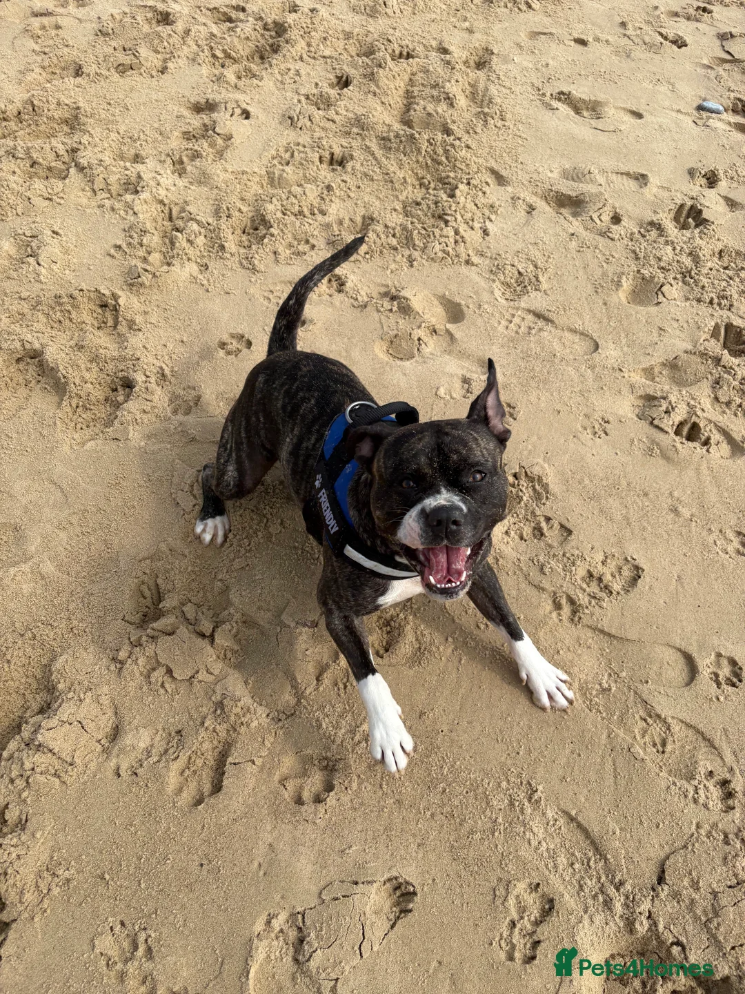 Staffordshire Bull Terrier dogs for sale: Staffy male 2 years 1 month  - Advert 5
