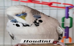 Budgerigars birds for sale: For rehome to pet home only 5 FRENCH MOULT budgies - Image 3