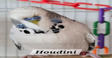 Budgerigars birds - Advert 2