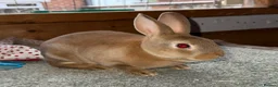 Rex rabbits for sale: Cinnamon Mini Rex  - Advert 1