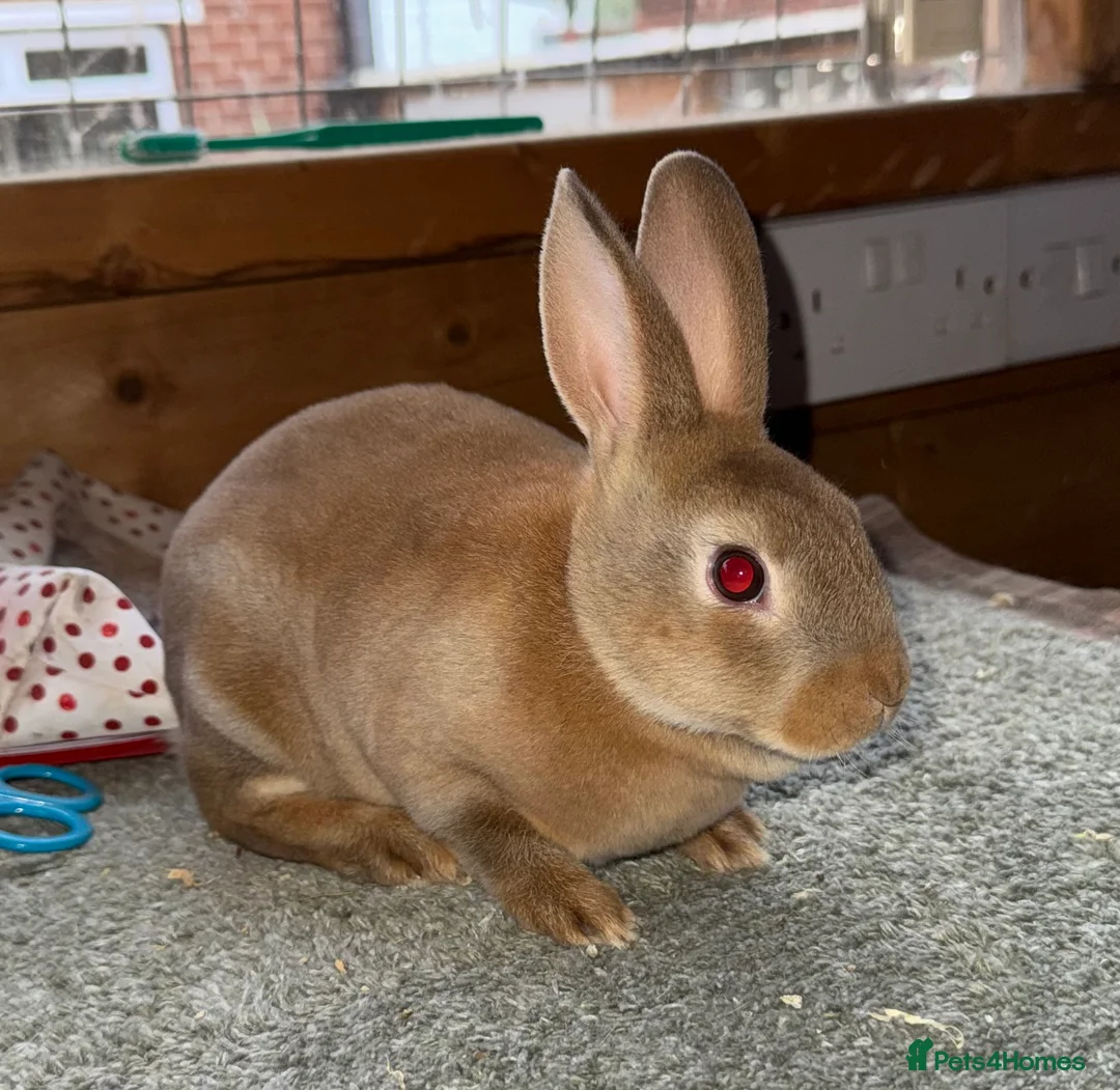 Rex rabbits for sale: Cinnamon Mini Rex  - Advert 1