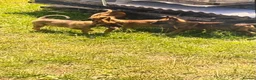 Mixed Breed dogs for sale: Belgian Malinois × German Shepherd Puppies 4 in Radstock - Advert 13