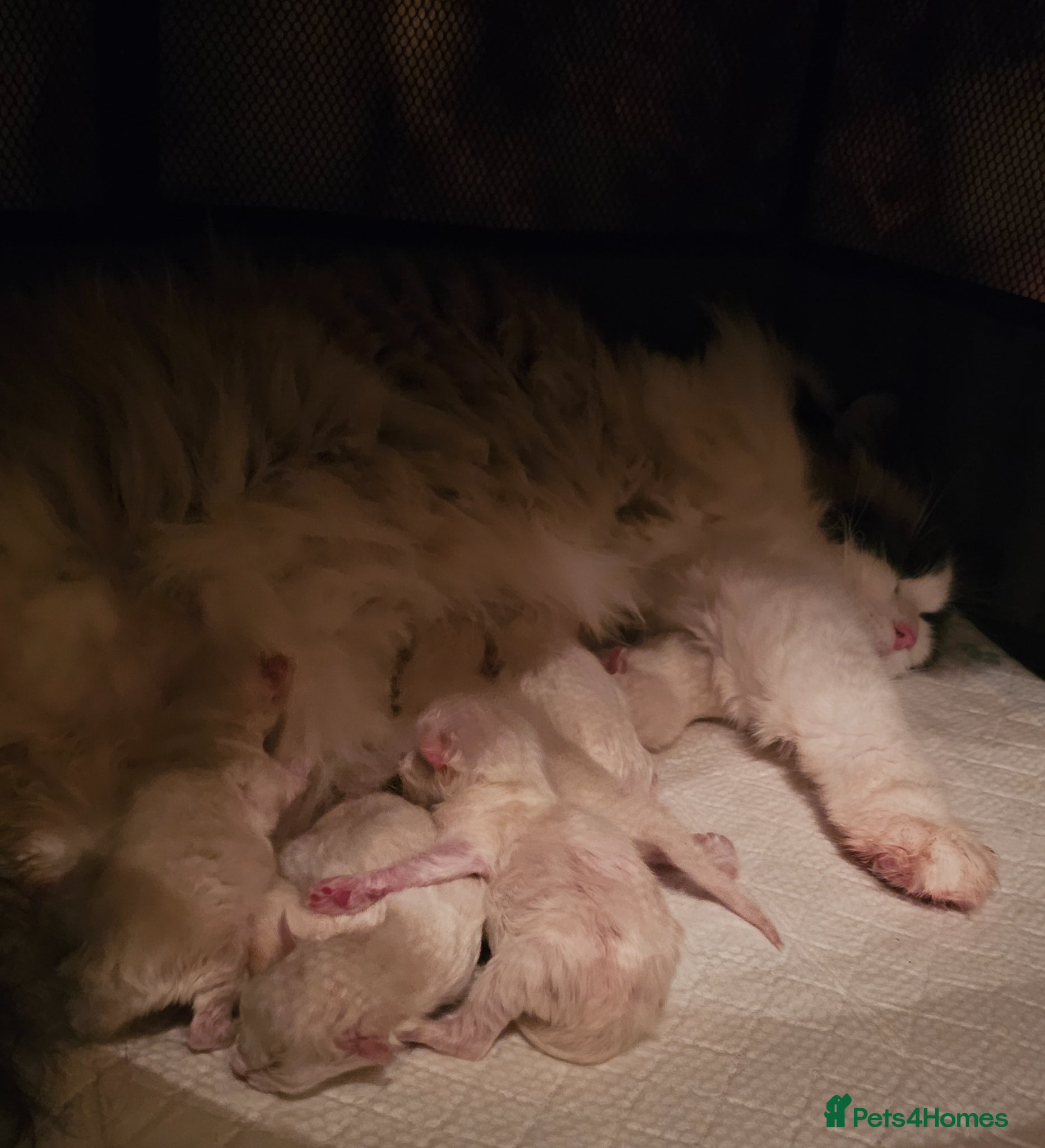 Ragdoll cats Ragdoll Tica Pedigree kittens - Advert 13