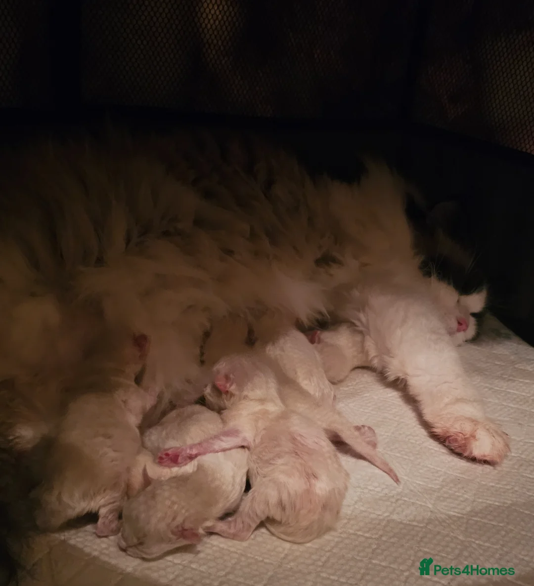 Ragdoll cats for sale: Ragdoll Tica Pedigree kittens - Advert 17