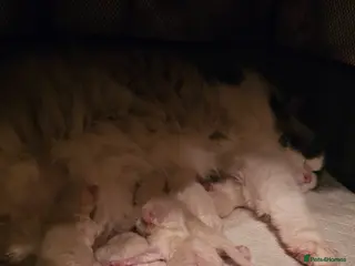 Ragdoll cats Ragdoll Tica Pedigree kittens - Advert 12