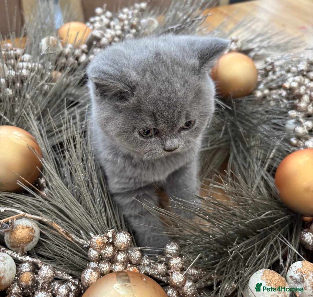 British Shorthair cats for sale: Full British shorthair kittens, London - Advert 10