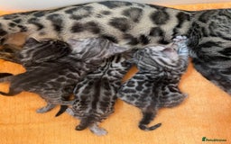 Bengal cats for sale: Stunning Pure Bengals family ❤️ TICA - Image 7