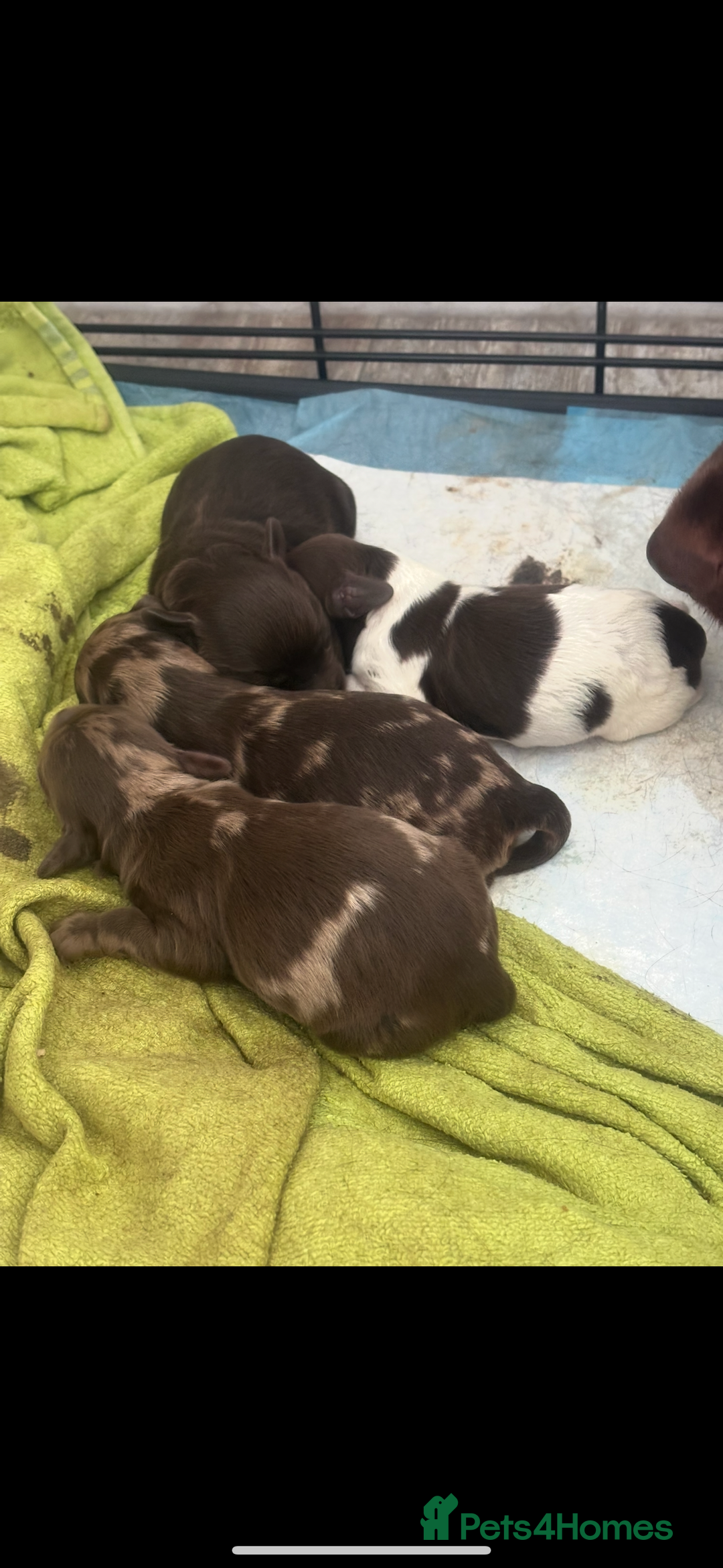 Cockapoo dogs for sale: F1 COCKAPOO  - Image 2