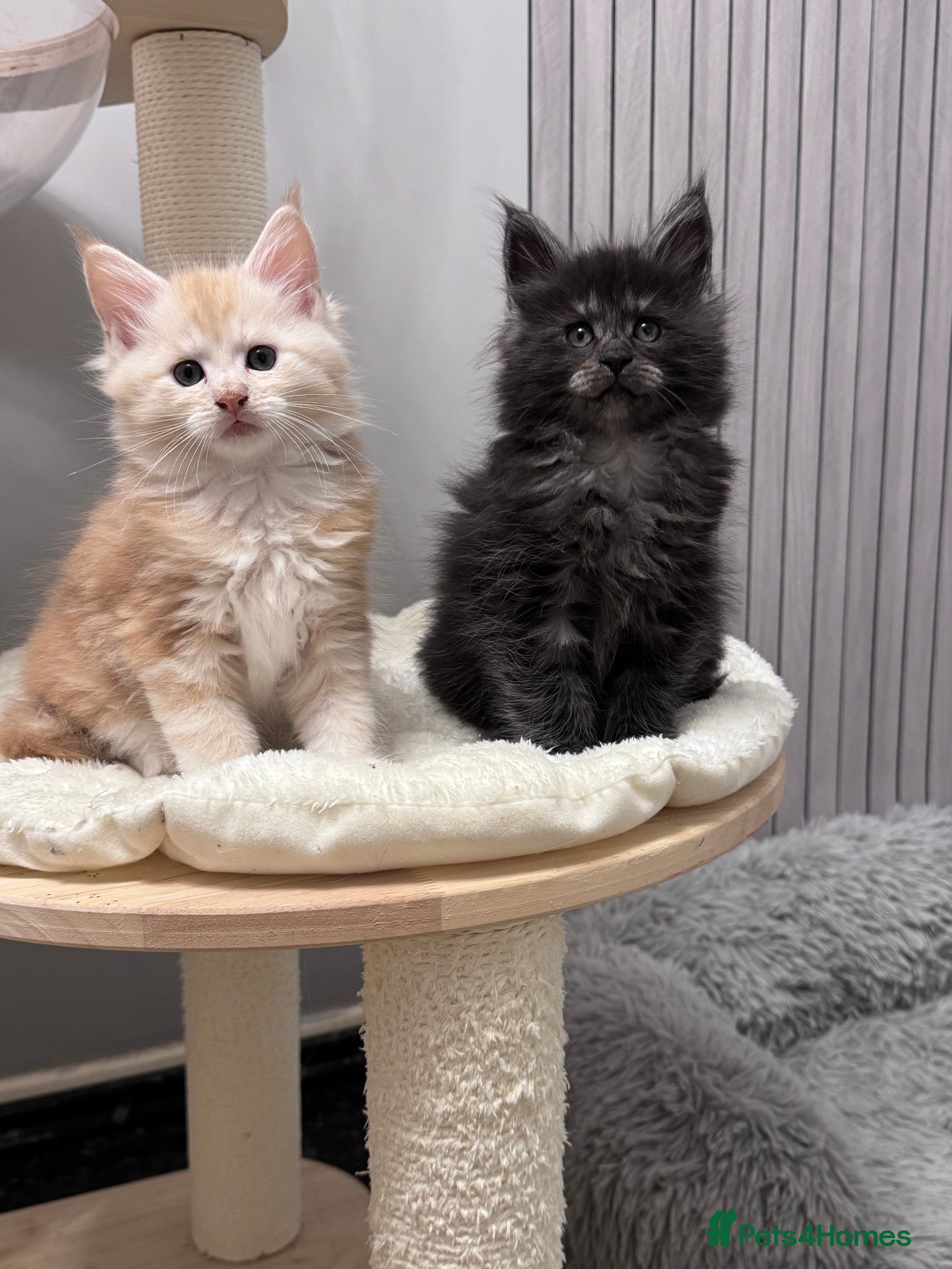 Maine Coon cats 🌟🌟Beautiful  Maine Coon kittens 🌟🌟🌟 - Advert 10