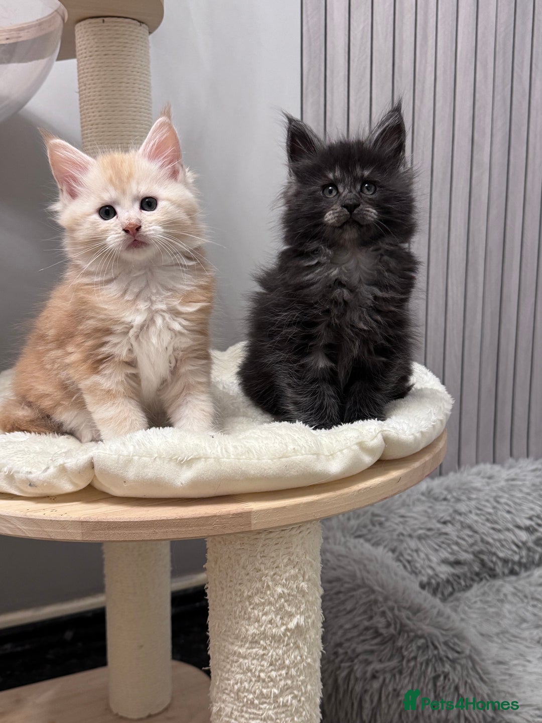 Maine Coon cats for sale: 🌟🌟Beautiful  Maine Coon kittens 🌟🌟🌟 - Advert 18