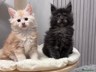 Maine Coon cats 🌟🌟Beautiful Maine Coon kittens 🌟🌟🌟 - Advert 10
