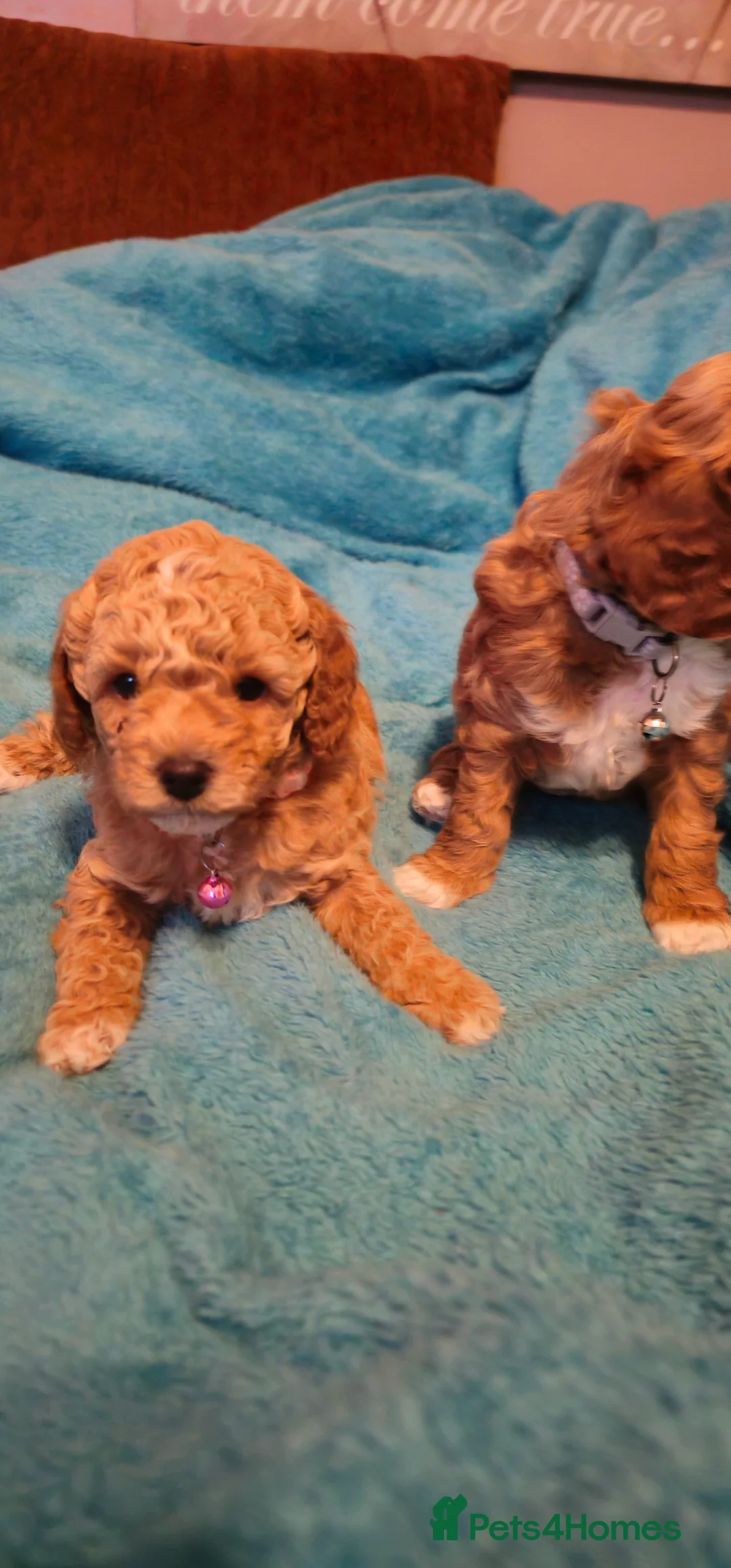 Cavapoo dogs for sale: Cavapoo for sale - Advert 3