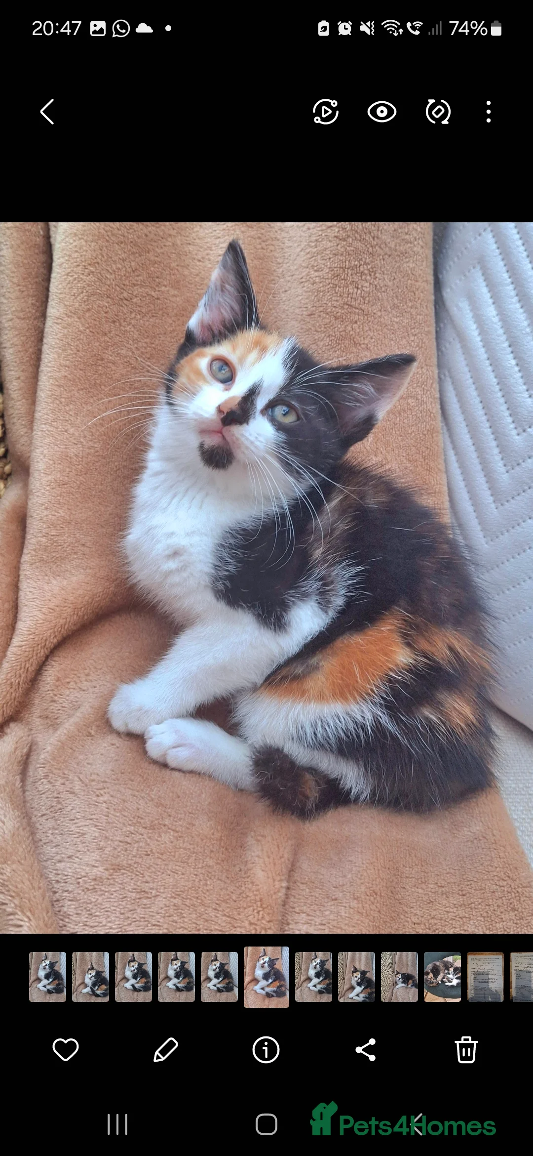 Mixed Breed cats for sale: One little calico girl left 💕 - Advert 2