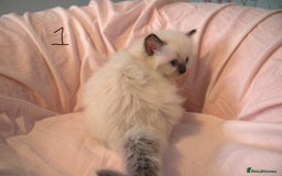Ragdoll cats for sale: Ragdoll Kittens - Image 2