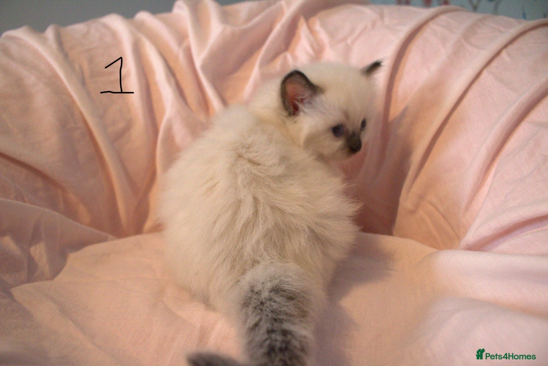 Ragdoll cats for sale: Ragdoll Kittens - Image 2