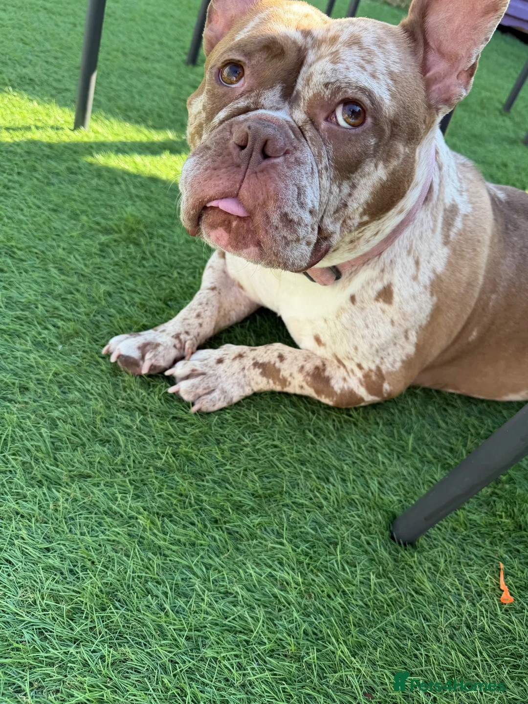Mixed Breed dogs for sale: Full Breed LUXURY EXOTIC MICRO PUPPYS - Advert 2