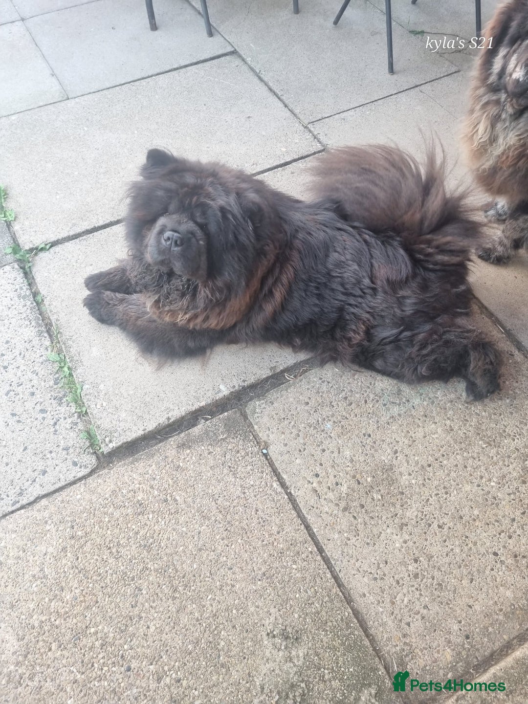Chow Chow dogs for sale: Chow chow - Image 1