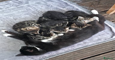 Mixed Breed cats - Advert 9