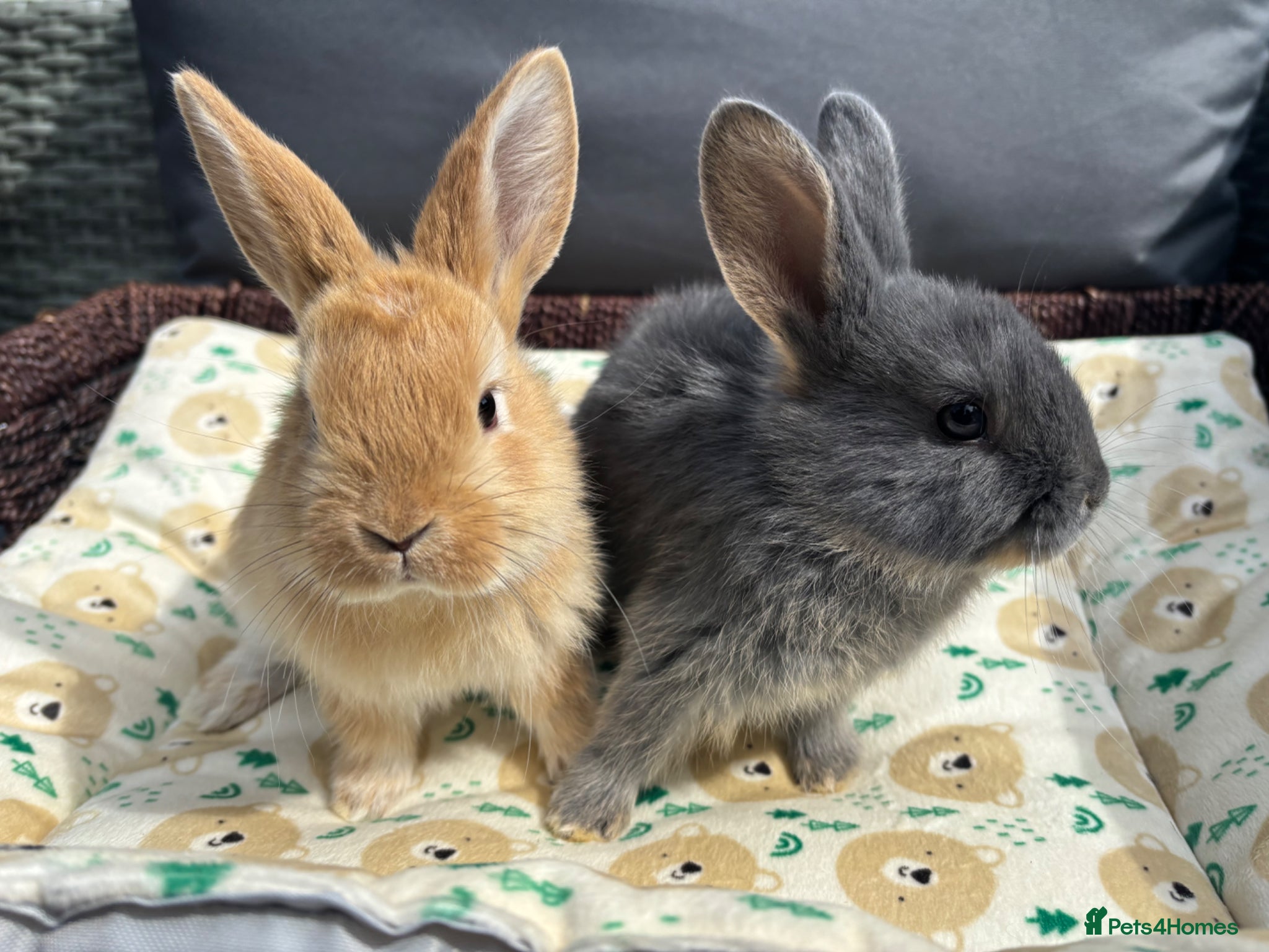 Mixed Breed rabbits Two female Rex x mini lops - Advert 17
