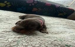 Miniature Dachshund dogs for sale: Miniature daxies - Advert 15