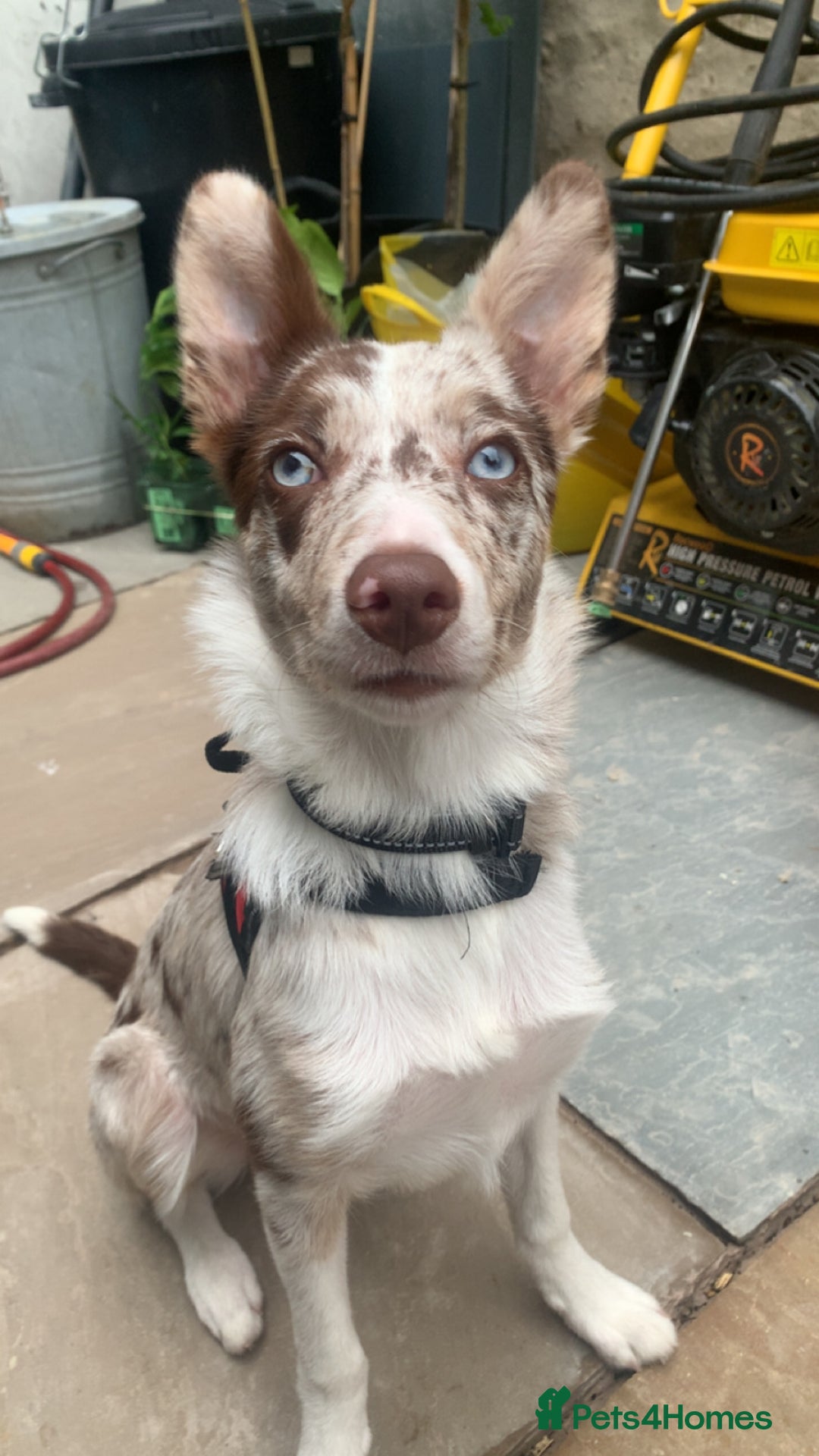 Border Collie dogs for sale: 6 month collie bitch for sale  - Image 4