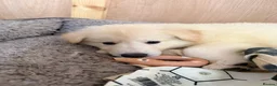 White Swiss Shepherd dogs for sale: 🐾 Swiss White Shepherd Puppies reduced 🐾 - Advert 3