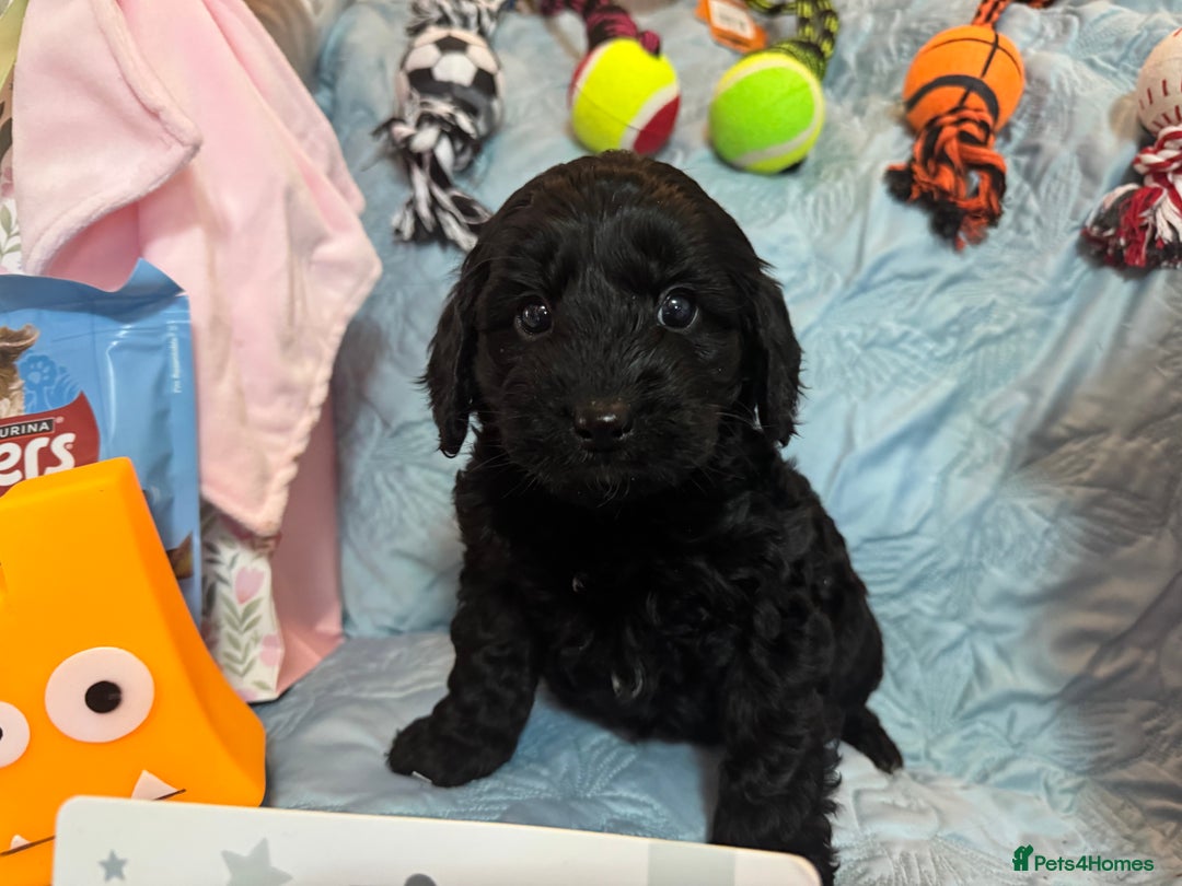 Cockapoo dogs for sale: Cockapoo puppies  - Advert 7