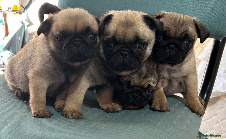 Pug dogs - Advert 1