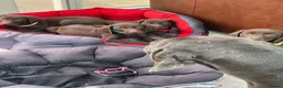 German Shorthaired Pointer dogs for sale: Stunning pups - Advert 12