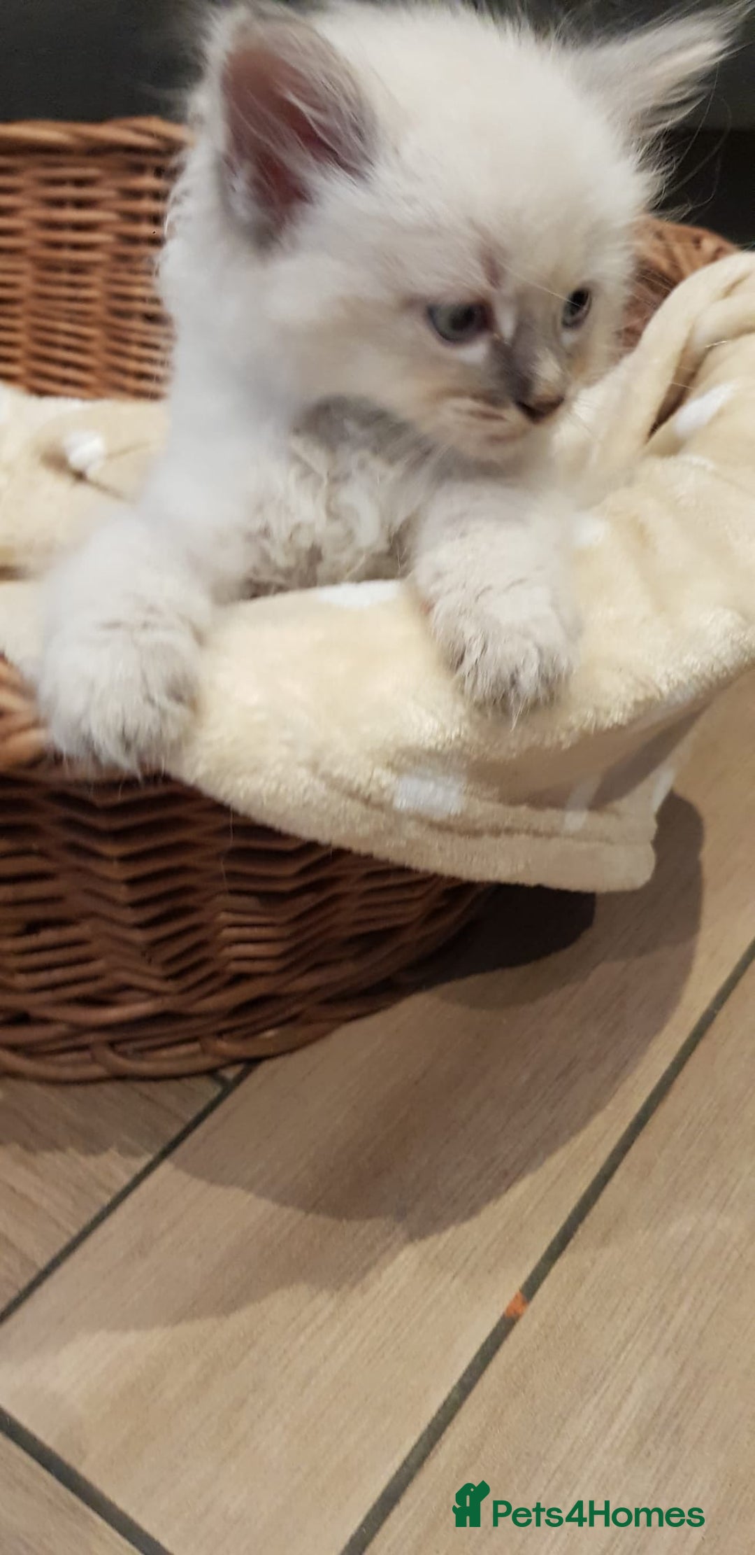 Siberian cats for sale: Hypoallergenic Siberian Neva Masquerade kittens. - Image 26